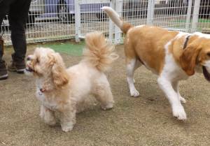 2015_04194-13こむぎ