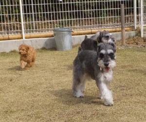 2015_04124-9三匹３