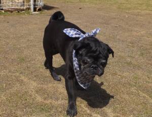 2015_04184-12サンタ