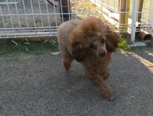 2015_04264-19クレア