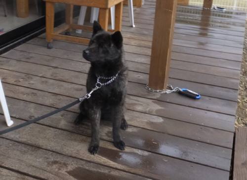 2015_04044-3さくら