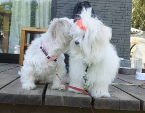 2015_05175-17らんがく