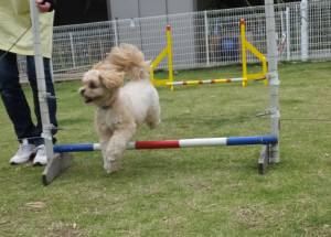 2015_05305-30こむぎジャンプ