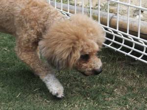 2015_05035-3カール