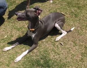 2015_05175-17エレナ