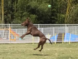 2015_05055-5サラ１