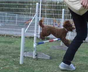 2015_05135-13アンジュジャンプ