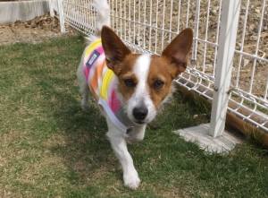 2015_05065-6リンコ