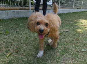 2015_05025-2カール