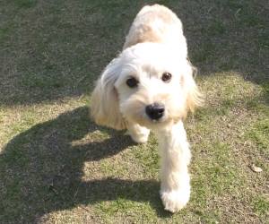 2015_05135-13よつば２