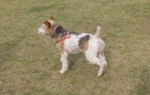 2015_05065-6えるさ