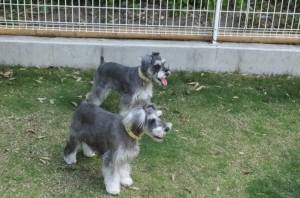 2015_05315-31syeri-mei