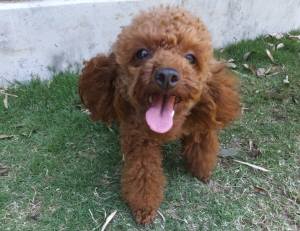 2015_05175-17ミュウ