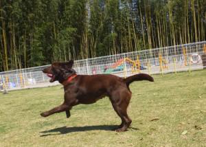 2015_05045-4ララちゃん