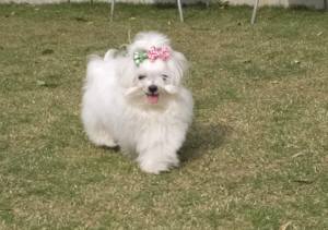 2015_05065-6ガク１