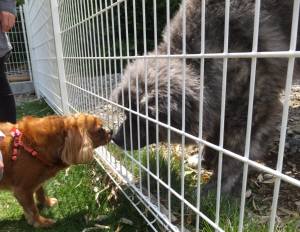 2015_05205-20ベルりゅう