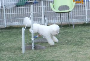 2015_05014-23アムジャンプ