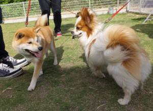 2015_05315-31あいポチ