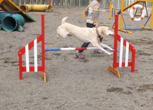 2015_05205-20なっつ