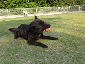 2015_05275-26さくら