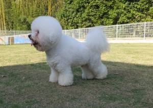 2015_05014-23アムル