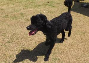 2015_05025-2ウルー