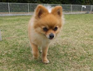 2015_05035-3あんこ