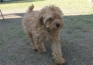 2015_05055-5なつめ