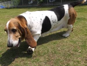 2015_05205-20まろん