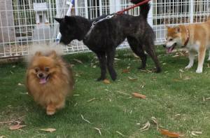 2015_05315-31ポニョさくらあい