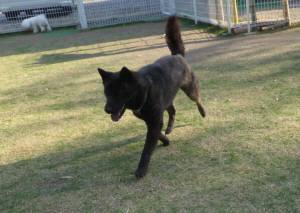 2015_05014-23さくら