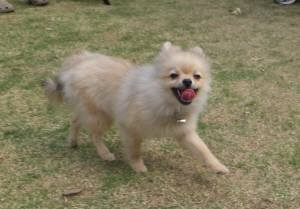 2015_05035-3きなこ