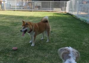 2015_05014-23愛ちゃん