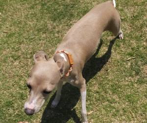 2015_05175-17ジーノ２