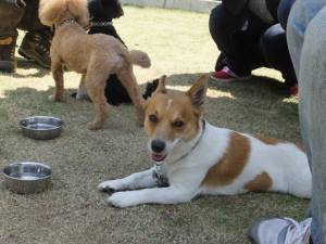 2015_05025-2チャッピー