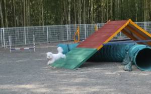 2015_05175-17アムル