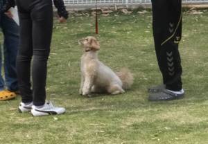 2015_05155-15こむぎしつけ