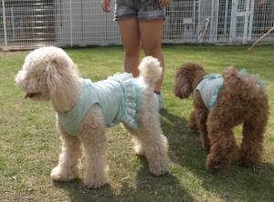 2015_05065-6ふうもも