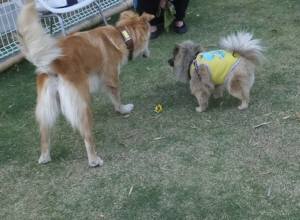 2015_05055-5ノンポン