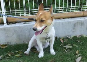 2015_05175-17チャッピー