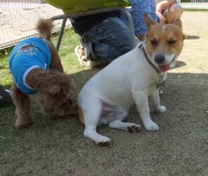 2015_05035-3ぽにょチャッピー