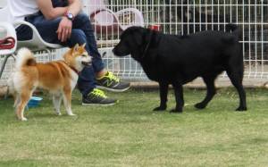 2015_05035-3アイベル