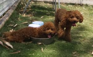 2015_05315-31もなかここあ