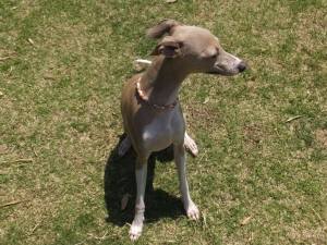 2015_05175-17ジーノ１