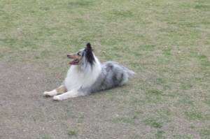 2015_05045-4アイル