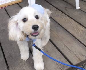 2015_05065-6ヨツバ