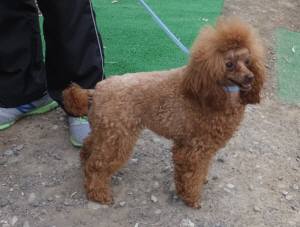 2015_05205-20クレア