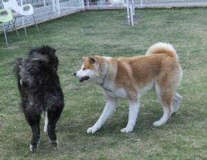 2015_05025-2トミー