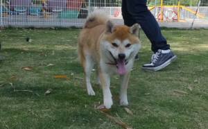 2015_05315-31あいちゃん