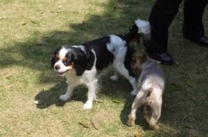 2015_05045-4あられ